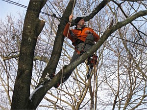 Tree Services