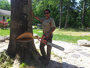 Tree Work